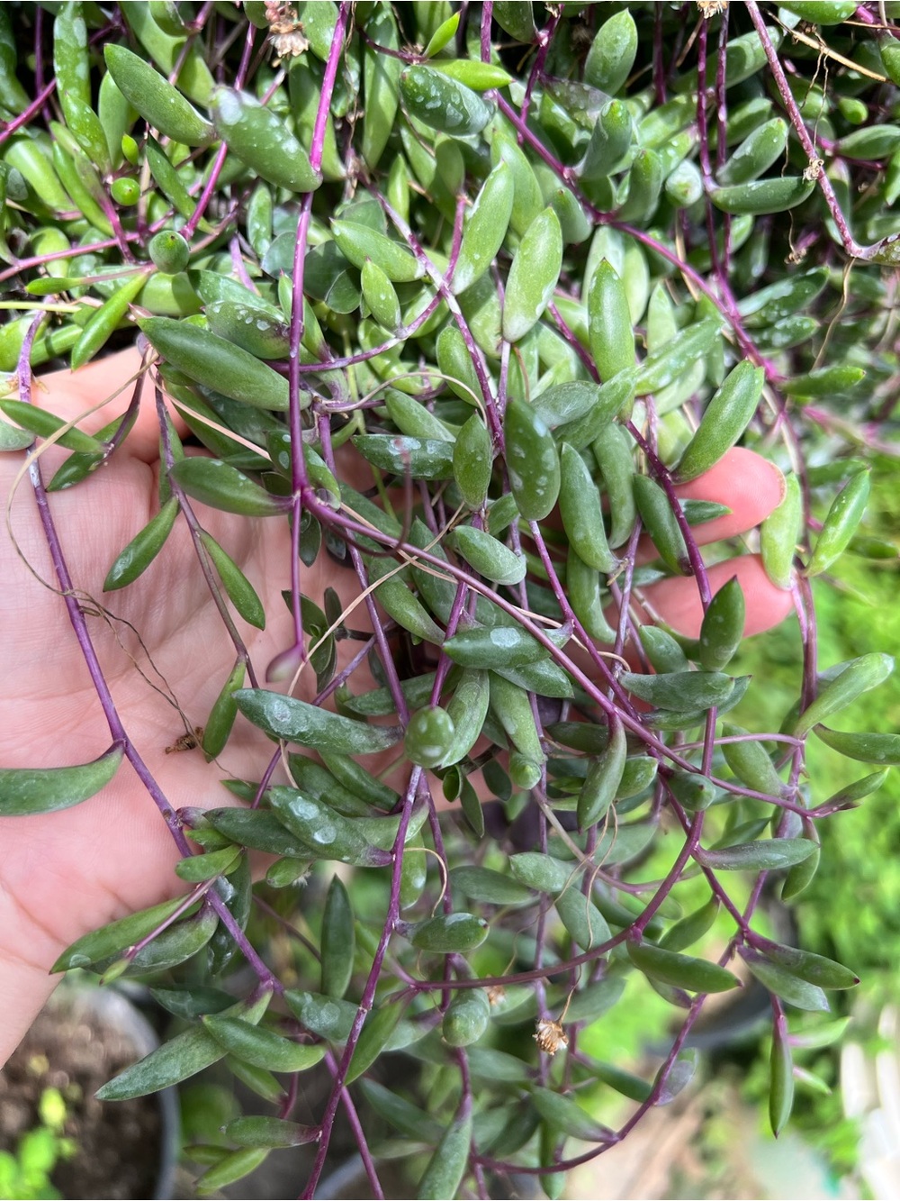 10 cuttings Ruby Necklace Succulent . Not rooted